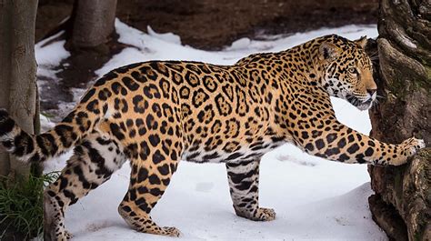 jaguar san diego zoo animals plants