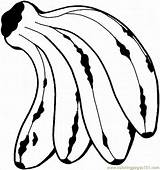 Banana Bananas Coloring Pages Printable Color Fruit Beneficial Fruits Food sketch template