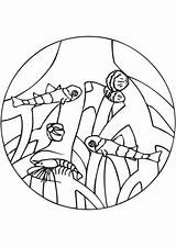 Mangrove Mangrovie Wortels Malvorlage Colorare Radici Disegno Habitat Coloriage Schulbilder Crevettes Edupics Habitats Schoolplaten Herunterladen Educolor Afbeelding sketch template