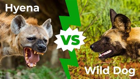 hyena  wild dog   win   fight imp world