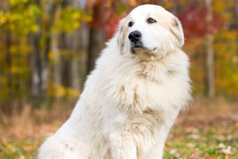 great pyrenees  facts   noble pyrenean mountain dog