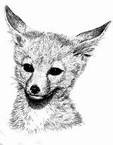 Foxes Fennec Netart sketch template