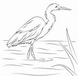 Coloring Billed Egret Yellow Salvo Supercoloring sketch template