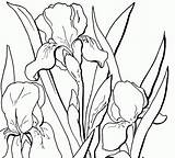 Coloring Iris Adult Flower Floral Pages Fairy Flowers Irises Graphics Drawing Drawings Thegraphicsfairy Printable Outline Line Book Pdf Clipart Kids sketch template