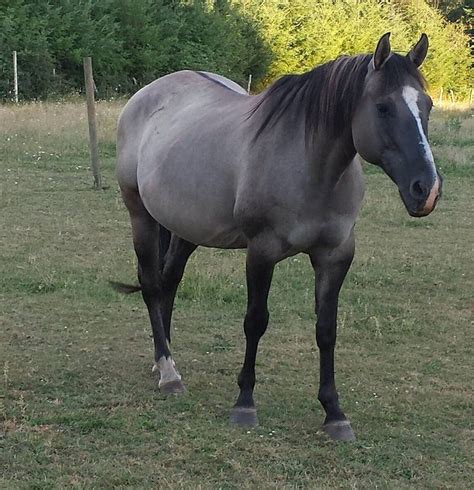 grullagrullo horses horses beautiful horses horse