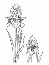 Iris Coloring Flower Pages Clipart Printable Book Flowers Popular Library sketch template