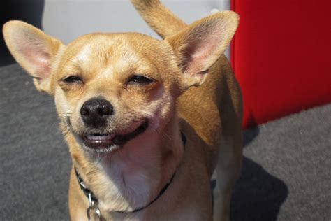 imagenes de perros sonriendo mascotadictos