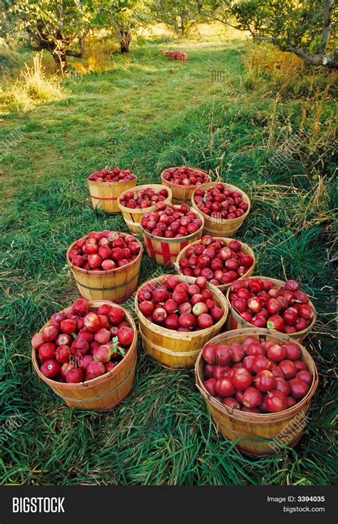 apple orchard harvest image photo  trial bigstock