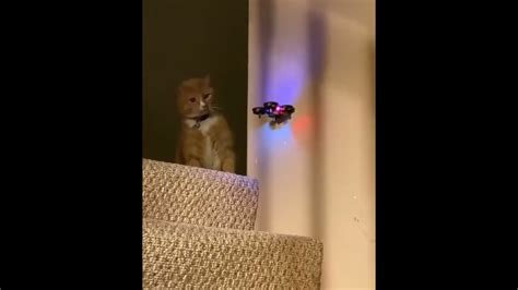 cat  drone youtube