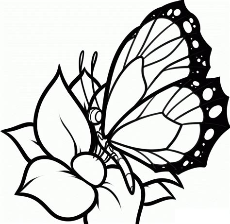 butterfly flowers colouring pages