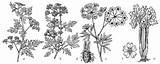 Apiaceae Spektrum sketch template