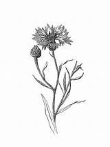 Centaurea Cyanus Asteraceae Dibujos Láminas sketch template