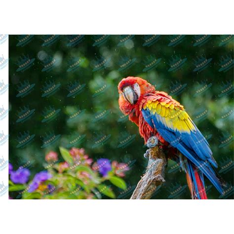bird parrot edible cake topper