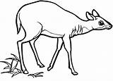 Antelope Oryx Antilope sketch template