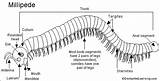 Millipede Millipedes Shongololo Legs Label They Do Biology Enchantedlearning Limbs Invertebrates Animal Arthropod Printouts Color Name Which Evolution Bw sketch template