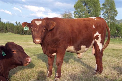 lost prairie farm llc bulls for sale registered