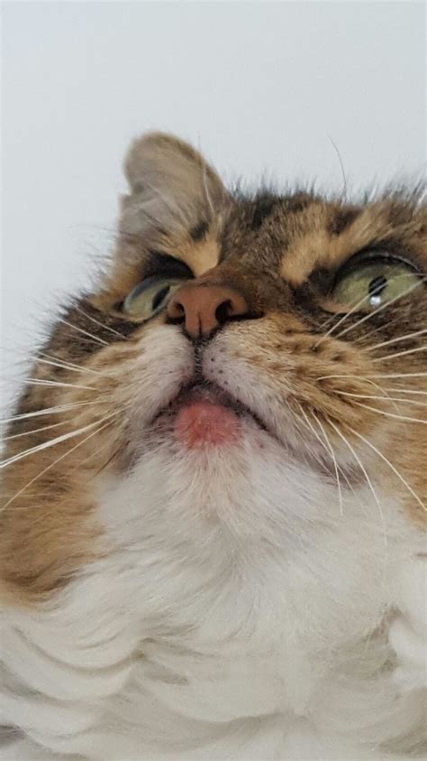 What Causes Swollen Lips In Cats