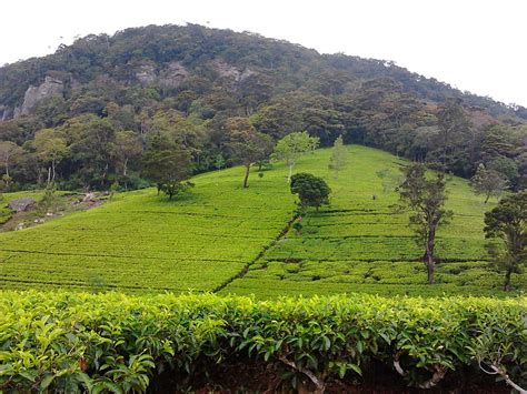 paradise tours trip    tea plantation  sri lanka ceylon
