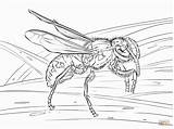 Wespe Colorare Avispas Wasp Ausmalbilder Realistische Disegni Coloringhome Insectos sketch template