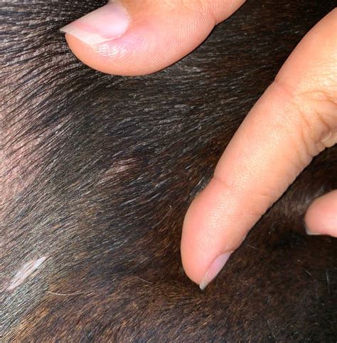 dogs lick mast cell tumors