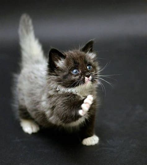 munchkin cats black black white grey pinterest