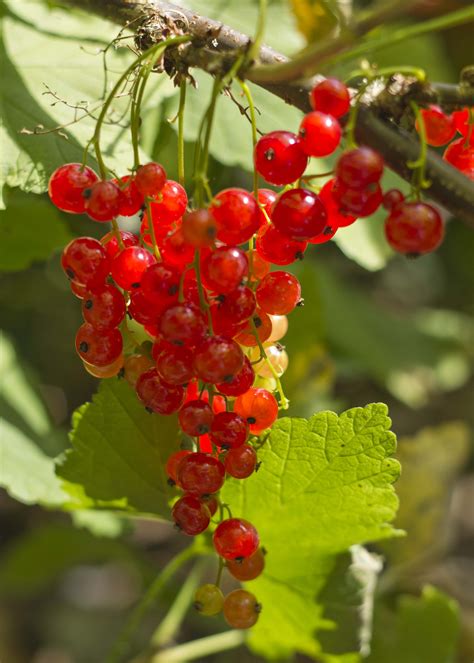 red currant loganberry cordial mud patch