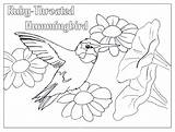 Hummingbird Humming Colouring sketch template