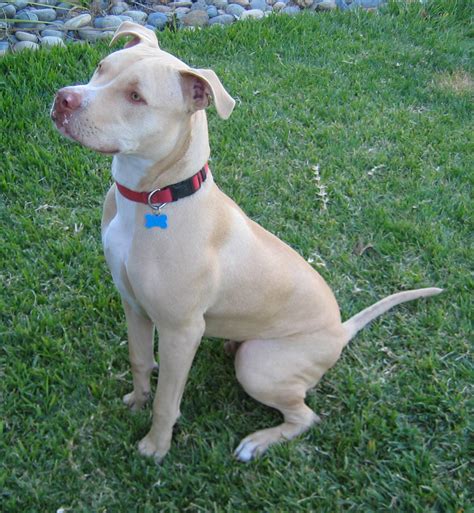 fileamerican pit bull terrier seatedjpg wikipedia