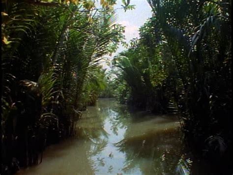 vietnam jungle small river canoe stock footage video