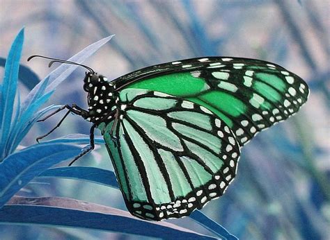 blue monarch  monarch butterfly ross beckley flickr