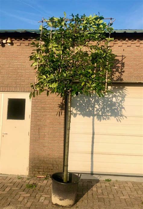 Pleached Cherry Laurel ‘novita’ Prunus Laurocerasus Hedgeworx