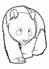 Coloring Pandas Pages Kids Print Children Printable Funny Justcolor sketch template