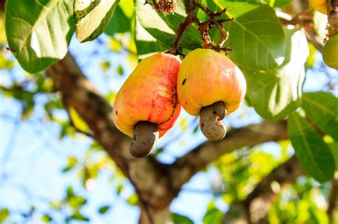 cashewkerne wie gesund cashews wirklich sind gesundfitde