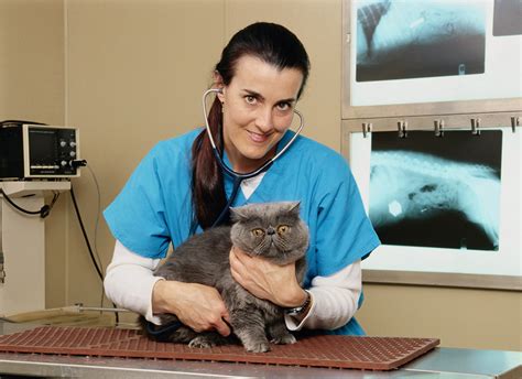 veterinarian occupations  alberta alis