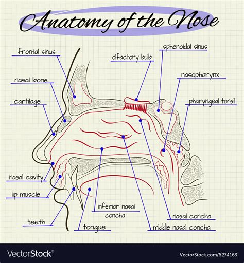 anatomy nose royalty  vector image vectorstock