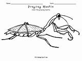 Mantis Coloring Praying sketch template