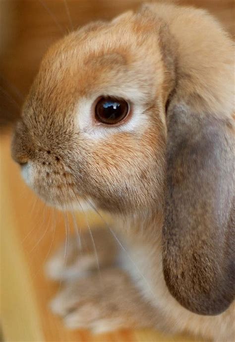 love rabbits images  pinterest bunny rabbits bunnies