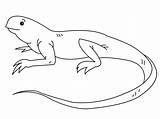 Iguana Coloring Pages Drawing Outline Animal Colouring Printable Kids Template Print Results Reptile sketch template