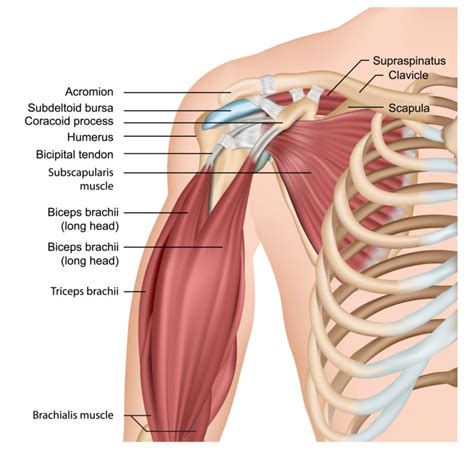 Biceps Tendonitis Direct Orthopedic Care