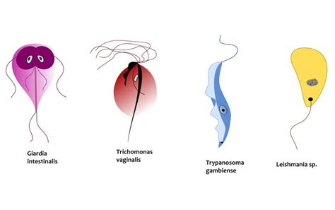 parasites giaria trichomonas vaginalis trypanosomo gambiense leishmania microbiología