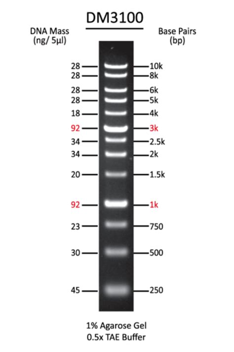 Midori Green Safe Dna Stain And Economical Dna Ladders