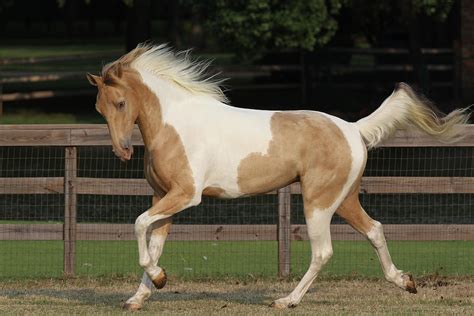 tennessee walker  photograph  bob langrish