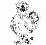 Silkie Chickens Chicken Drawing Fluffy Logo Choose Board Kale Salad Too Much Rooster sketch template