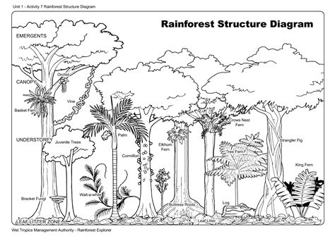 layers   rainforest coloring coloring pages