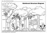Tropical Ecosystem Rainforests Jungle Daintree Sketch Keywords Biomes Bosques Ecosystems Strata Cuencas Asimismo Ramas Inundaciones Previenen Hidrográficas Protegen Almacenan Agua sketch template