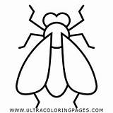 Fly Coloring Getcolorings sketch template