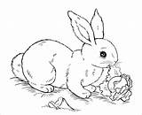 Coloring Pages Rabbit Cute Bunny Printable Color Print Getcolorings sketch template