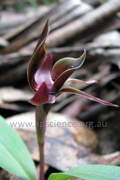 Gene Flow In Australian Sexually Deceptive Orchids The