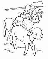 Coloring Lamb Easter Lambs Little Sheets Pages Activity Flock Printable Row sketch template