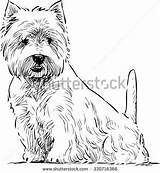 Terrier Terriern Sitter Skotska Highland sketch template